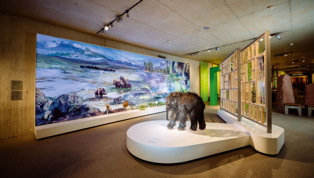 Ein Ausstellungsraum mit Darstellungen von Mammuts