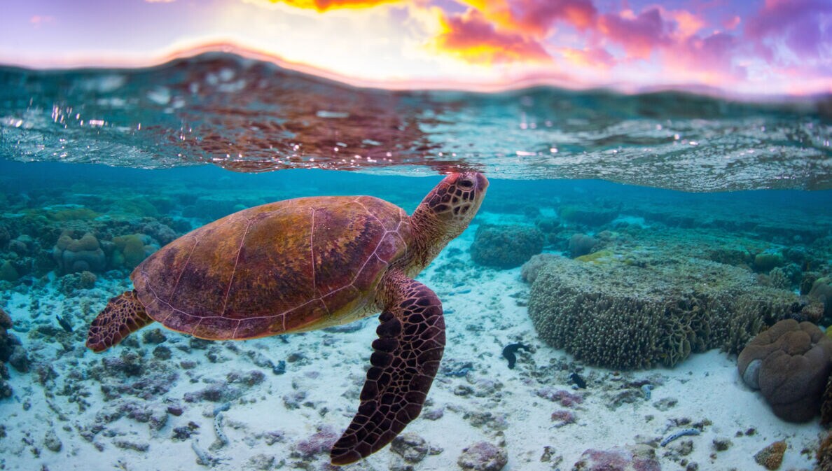 Unterwasseraufnahme einer schwimmenden Wasserschildkröte in tropischem Gewässer