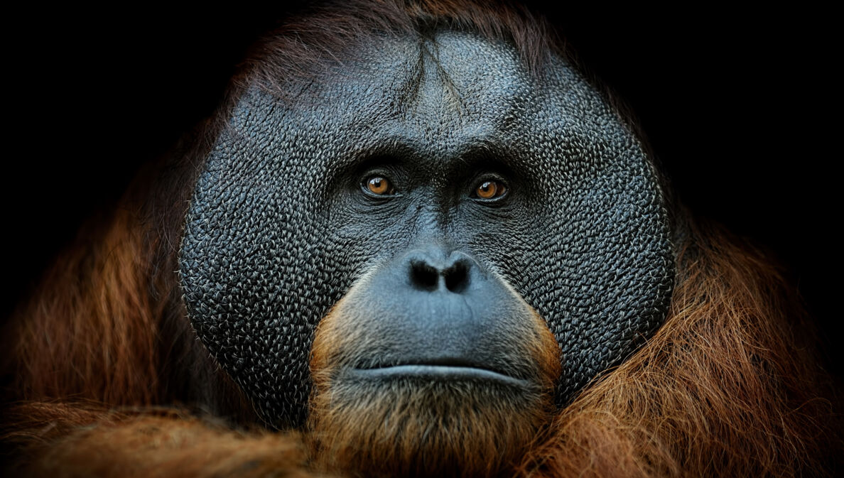 Porträt eines ausgewachsenen Orang-Utans