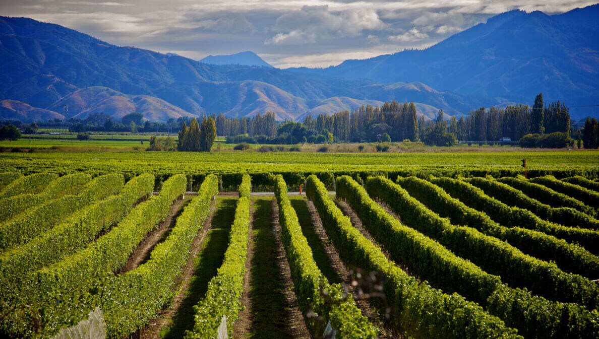 Weinanbaugebiet mit grünen Rebstöcken, im Hintergrund eine Hügelkette