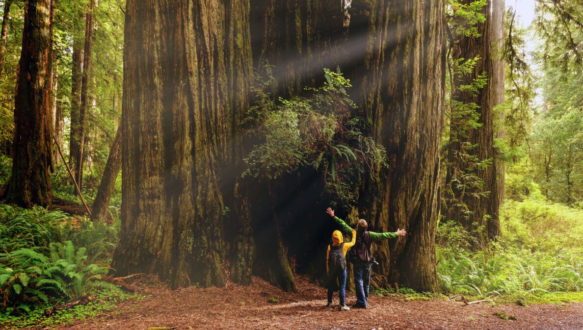 Zwei Personen stehen in einem Wald vor dem Stamm eines Mammutbaums