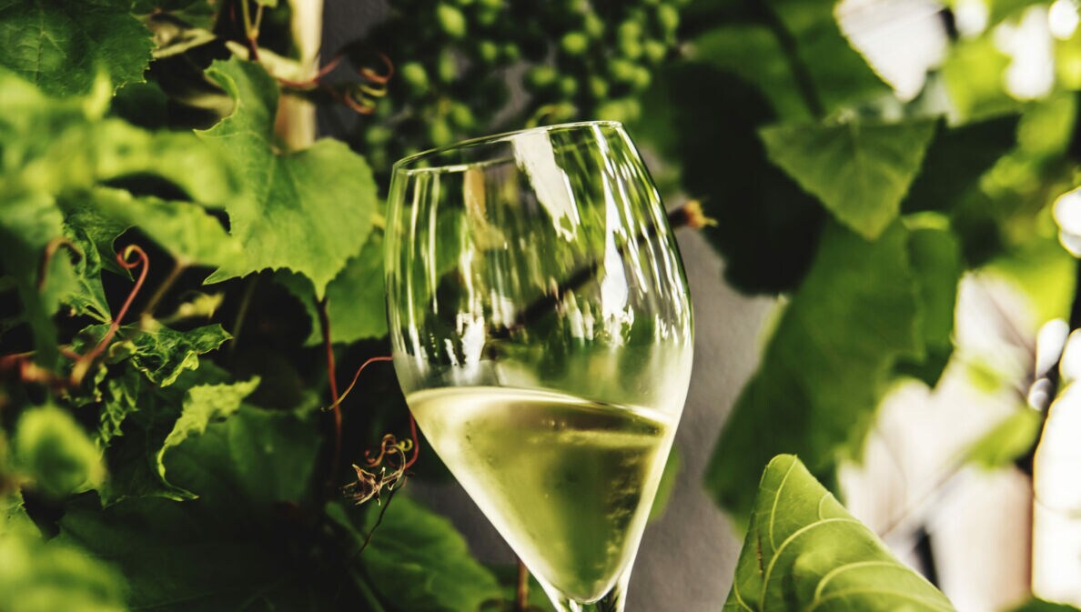Nahaufnahme eines Weißweinglases vor grünen Weinreben