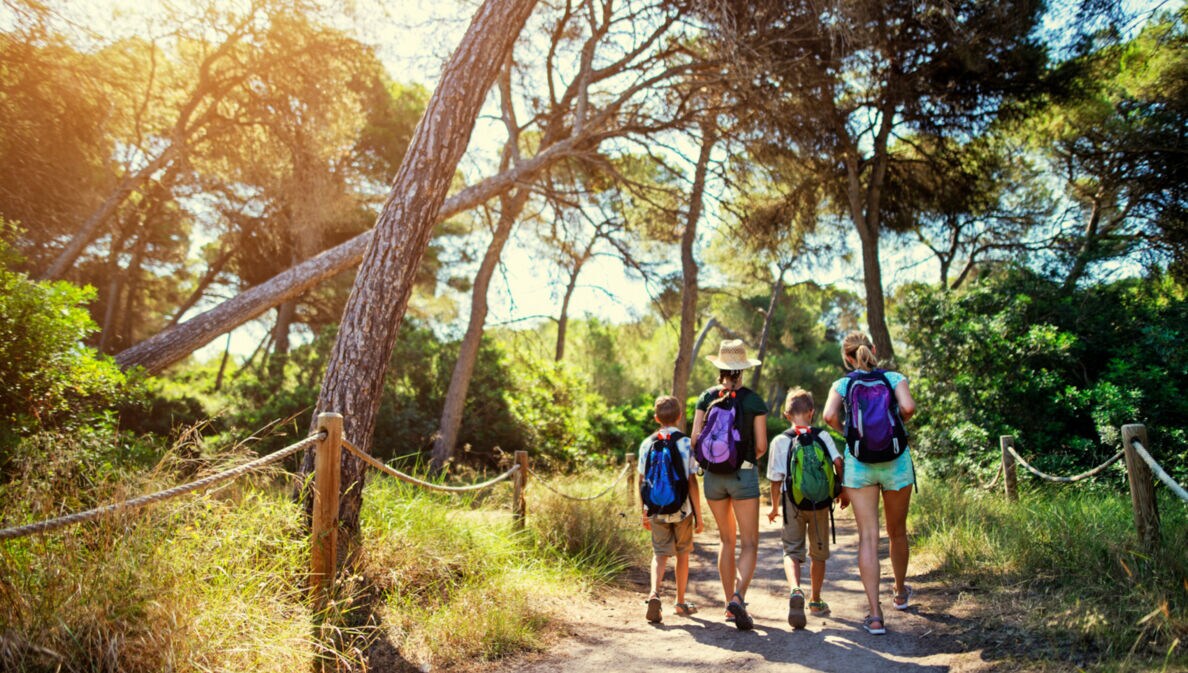 Vier Personen in Wanderkleidung spazieren durch einen Pinienwald bei Sonnenschein