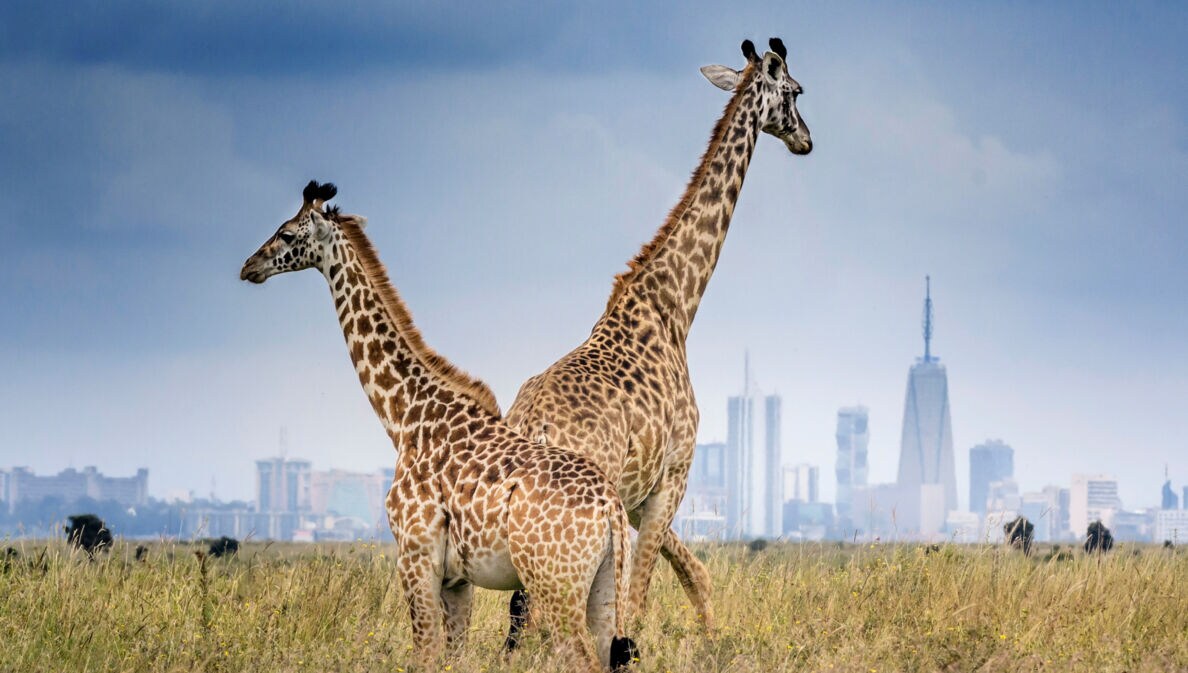 Zwei Giraffen stehen im Steppengras vor der Skyline von Nairobi