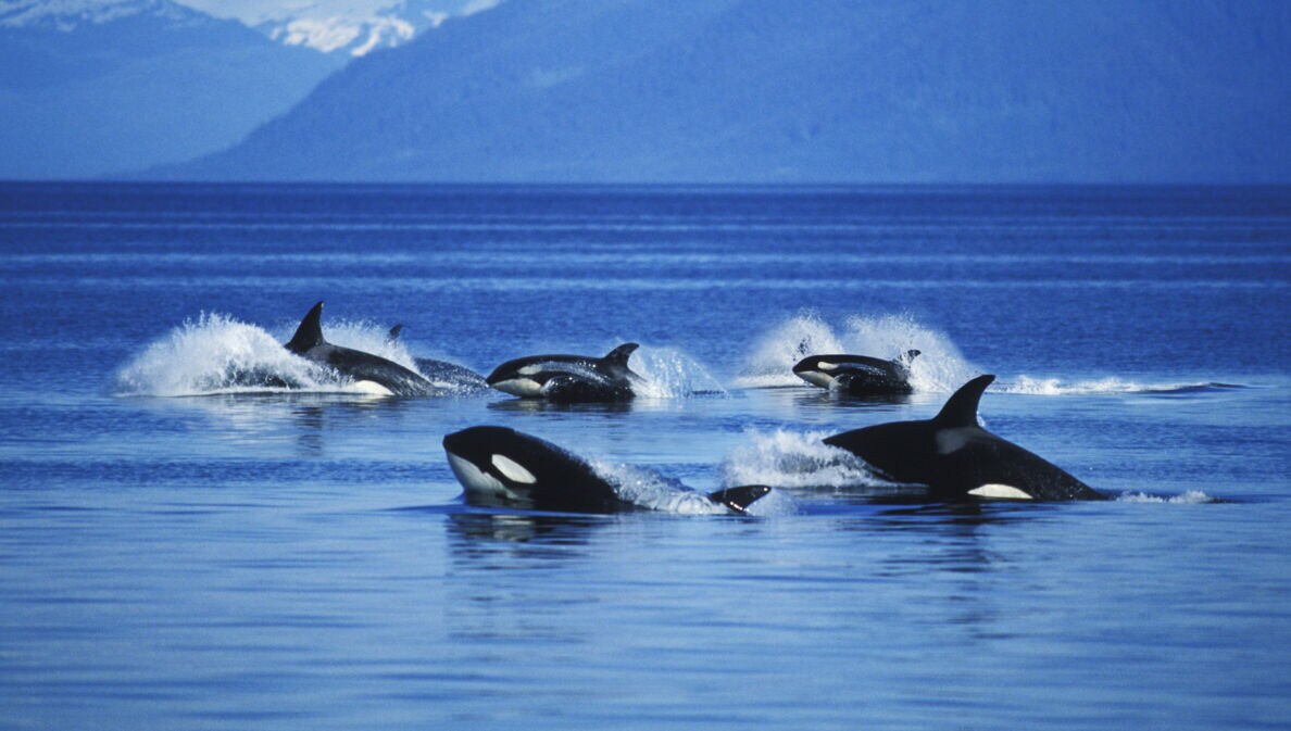 Eine Gruppe von Schwertwalen schwimmt vor einer bergigen Kulisse durchs Meer