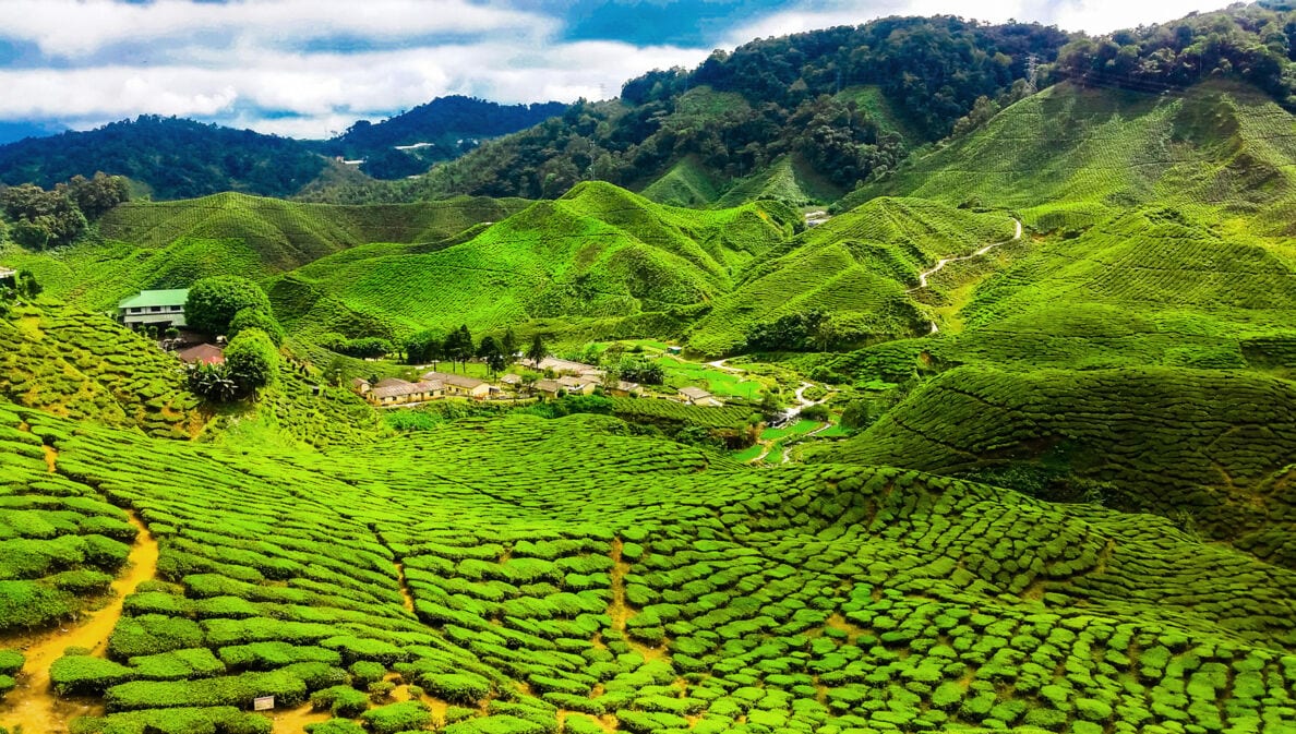 Einige Häuser inmitten leuchtend grüner Hügellandschaft mit Teeplantagen.