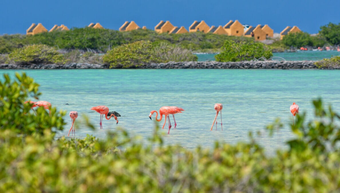 Bonnaire ist ein Inselparadies mit faszinierenden Naturerlebnissen über und unter Wasser.