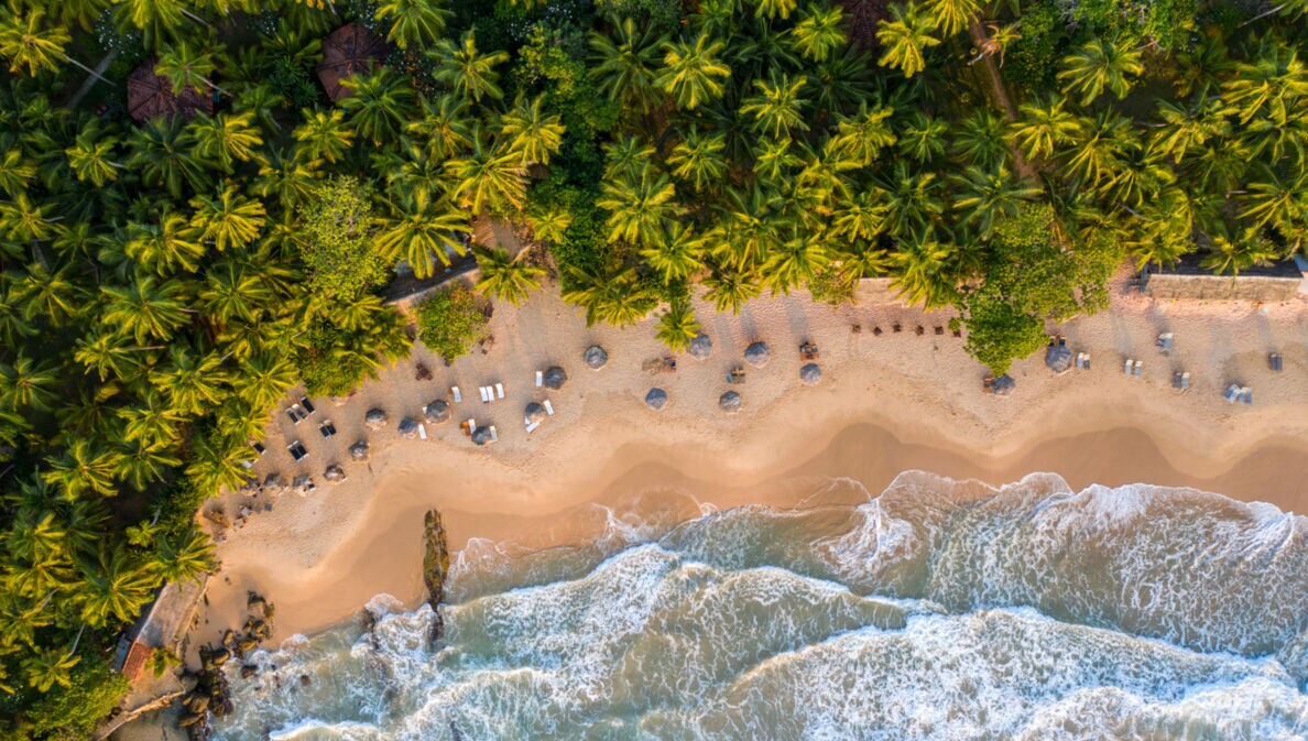 andstrand mit Sonnenliegen an Kokospalmenwald aus der Vogelperspektive.