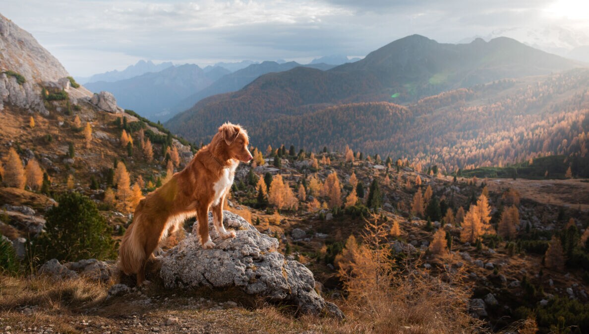 Ein Nova Scotia Duck Tolling Retriever steht auf einem Felsen in einer herbstlichen Berglandschaft.