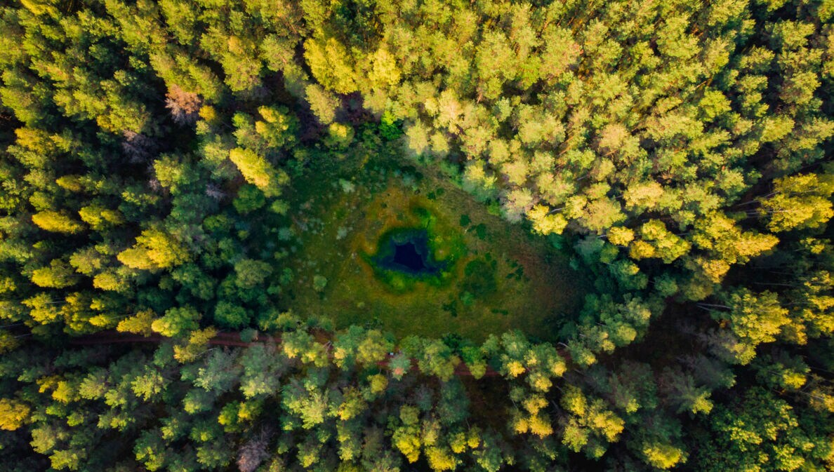 Drohnenaufnahme einer Waldlandschaft von oben in dessen Mitte ein kleiner See ist.