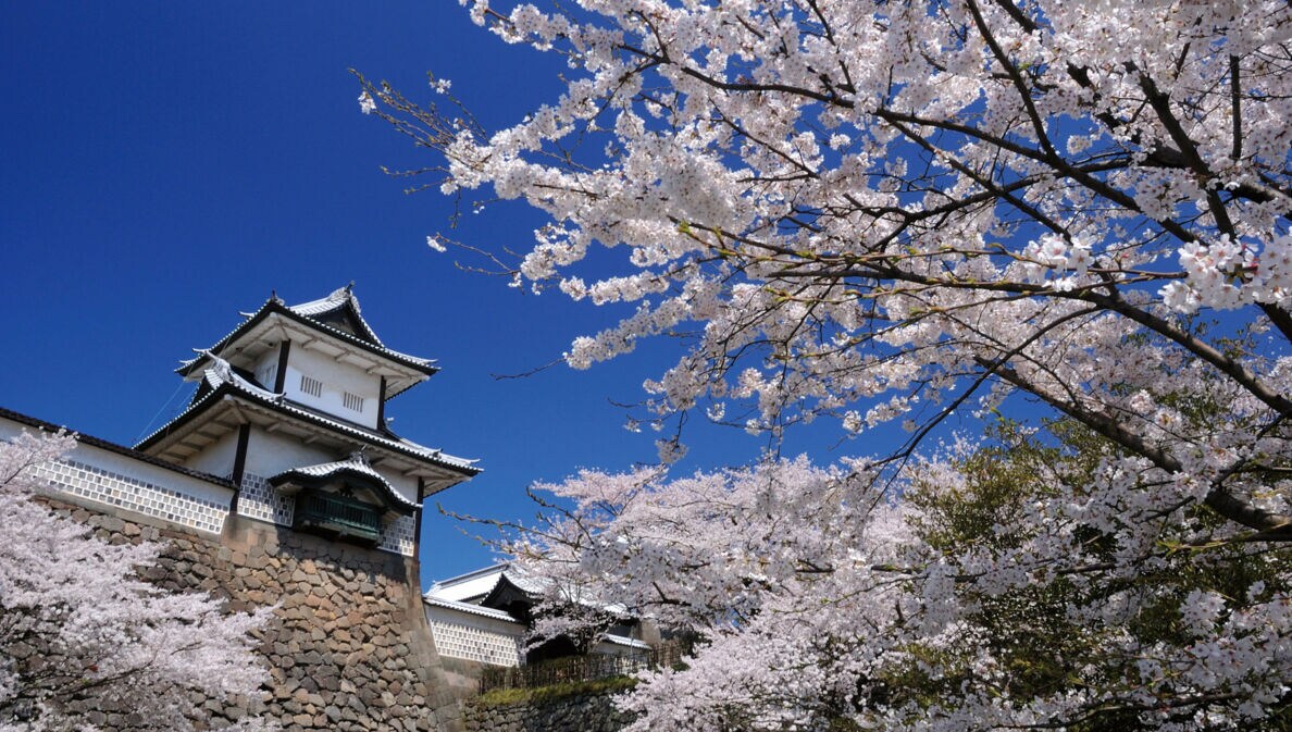 Kirschblüten vor dem historischen Kanazawa Schloss mit weißem Turm und steinernem Fundament unter klarem blauem Himmel