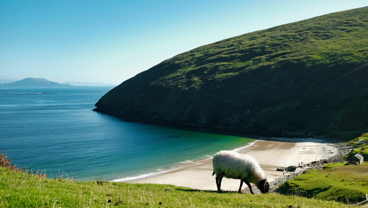 Eine grüne Wiese mit einem Schaf, das grast. Im Hintergrund ist eine Küste mit einem ruhigen, blauen Wasser und einer bewaldeten Hügelkette zu sehen.