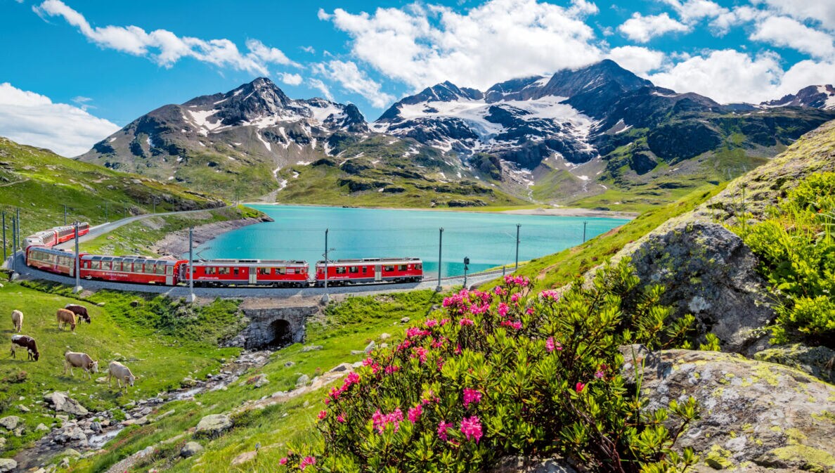 Roter Zug fährt entlang eines Bergsees in den Alpen, umgeben von grünen Wiesen, Alpenrosen und schneebedeckten Gipfeln.