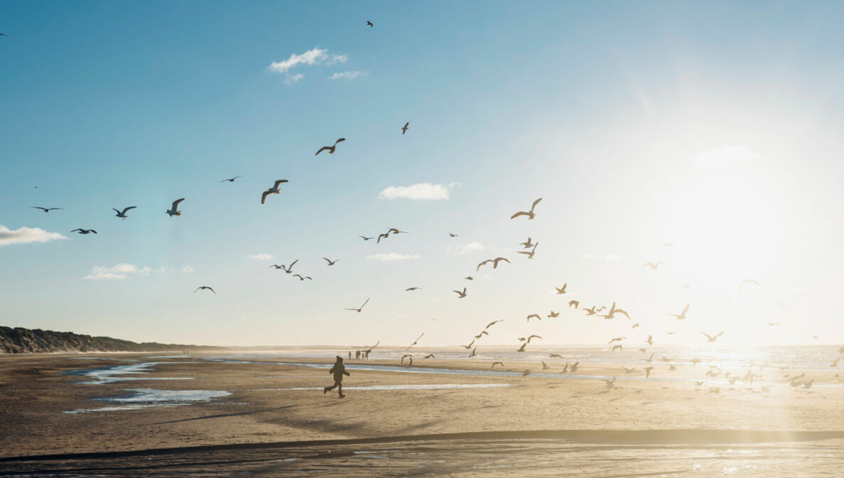 Person läuft am Strand in Dänemark umgeben von fliegenden Möwen, bei sonnigem Himmel mit wenigen Wolken.