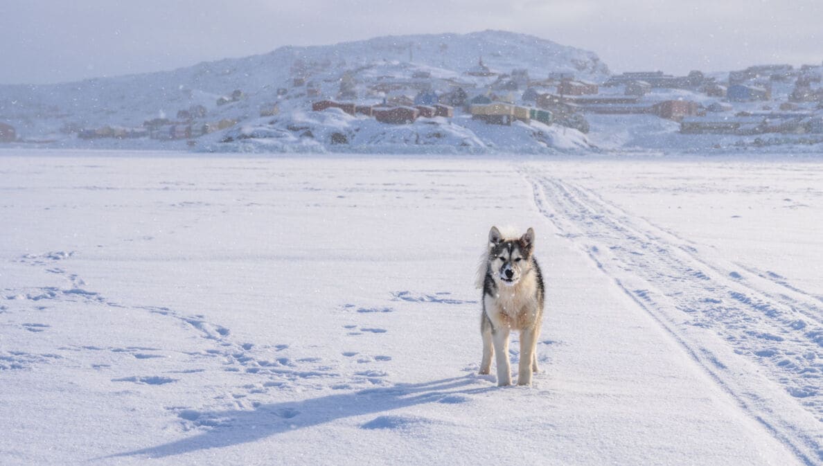 Blick über den zugefrorenen Tasiilaq-Fjord in Ostgrönland. Im Vordergrund schaut ein junger Grönlandhund in die Kamera und im Hintergrund ist die Siedlung Tasiilaq zu erkennen.