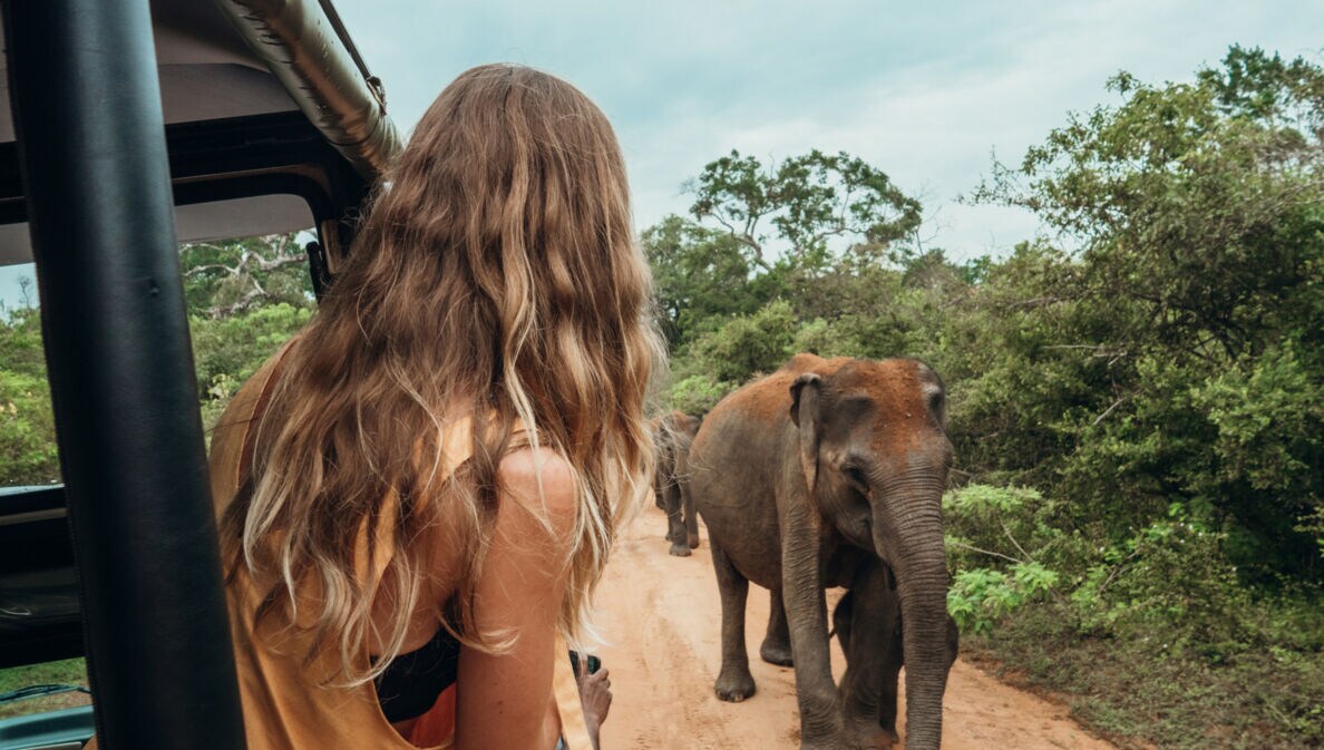 Eine Frau schaut aus einem Jeep heraus auf einen Elefanten.