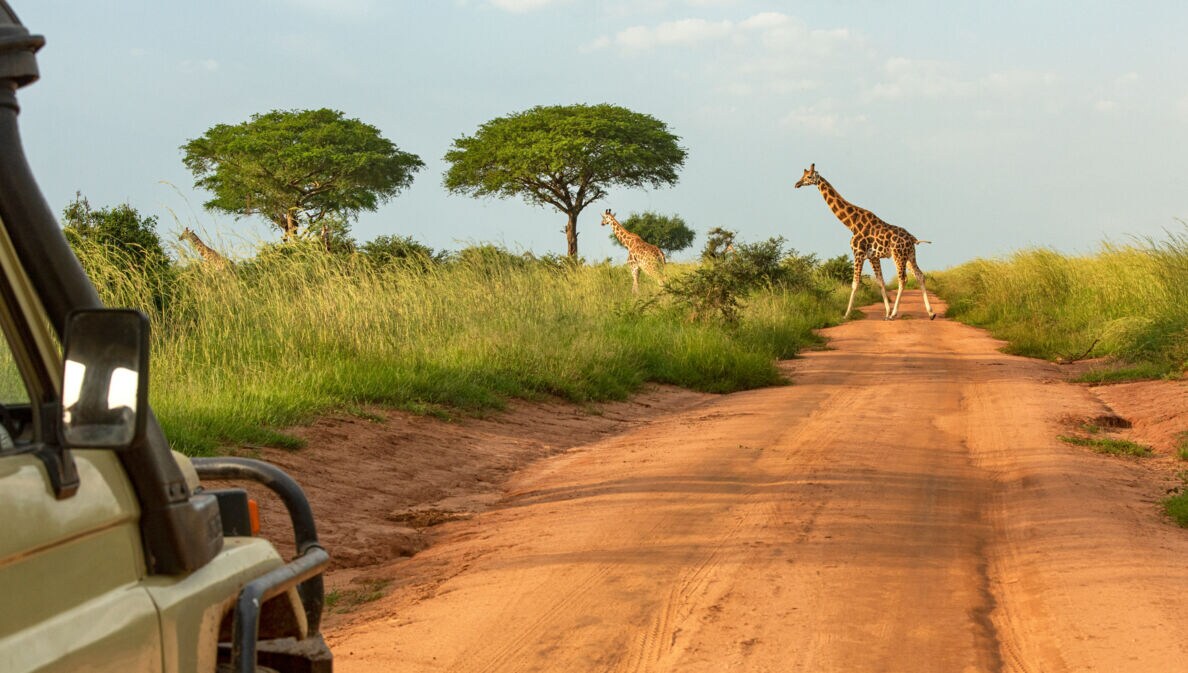 Zwei Giraffen überqueren eine rote Sandpiste in einer Savannenlandschaft, links im Vordergrund ein Safari-Fahrzeug mit Außenspiegel.
