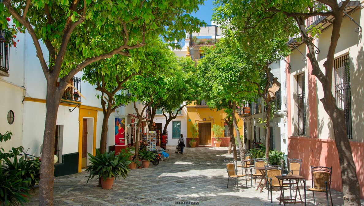 Über einem ruhigen urigen Platz in Sevilla spenden grüne Bäume Schatten.