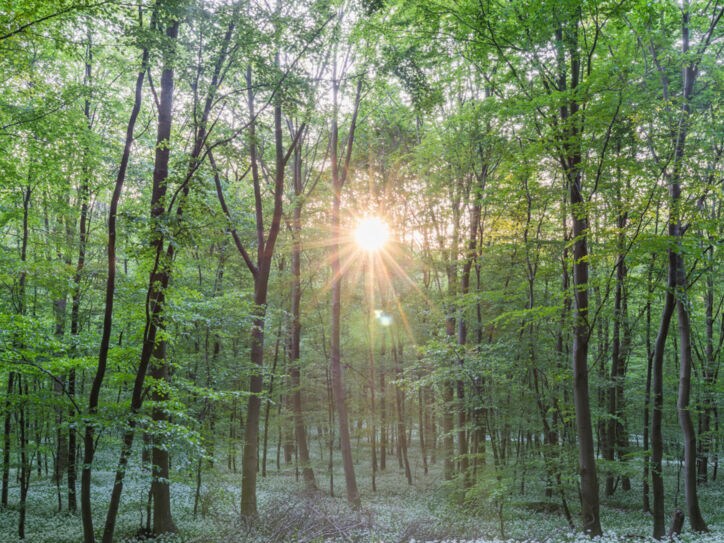 Viele Bäume in einem Wald, durch den die Sonne scheint