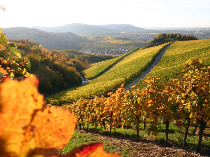 Weinberge in einer hügeligen Landschaft im Abendlicht