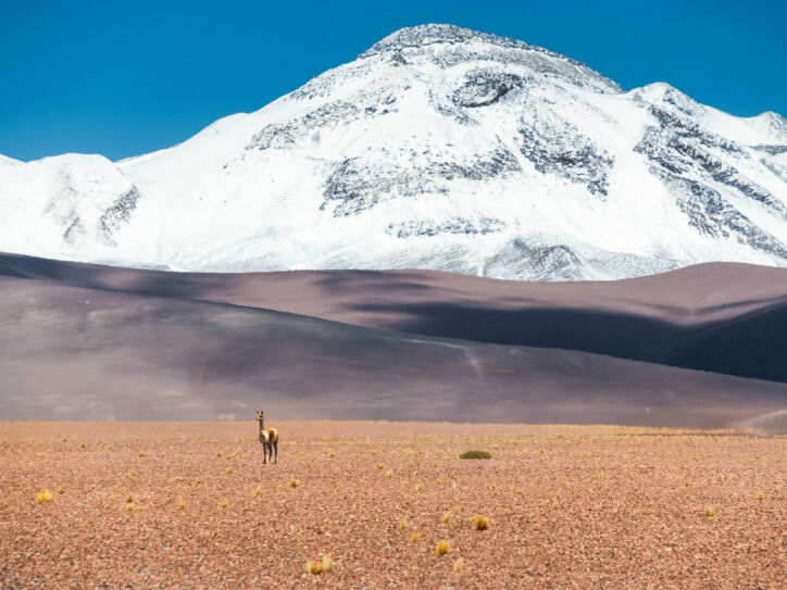 Ein Lama steht in einer Wüstenlandschaft vor einem schneebedeckten Berg