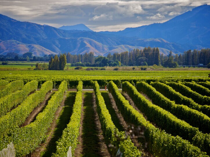 Weinanbaugebiet mit grünen Rebstöcken, im Hintergrund eine Hügelkette