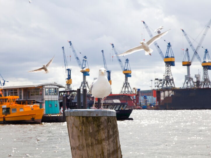Möwen, Schiffe und Kräne am Hamburger Hafen