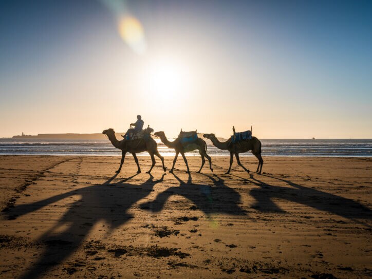 Drei Kamele mit langen Schatten an einem Sandstrand am Meer bei Gegenlicht im Sonnenuntergang.