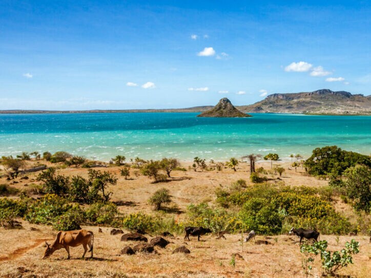 Grasende Rinder in einer Buschlandschaft an einer Küste mit türkisblauem Meer mit kleiner Insel.