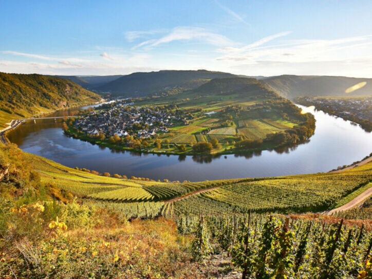 Blick von oben auf einen Weinhang und die Moselschleife bei Kröv.