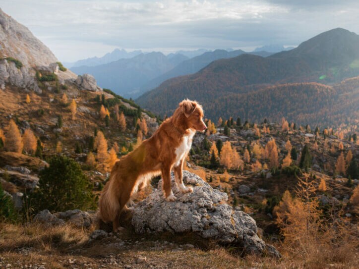 Ein Nova Scotia Duck Tolling Retriever steht auf einem Felsen in einer herbstlichen Berglandschaft.