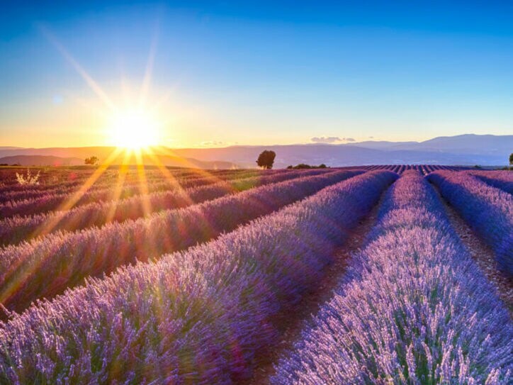 Lavendelfeld bei Sonnenuntergang mit leuchtend violetten Blüten und Bergen im Hintergrund