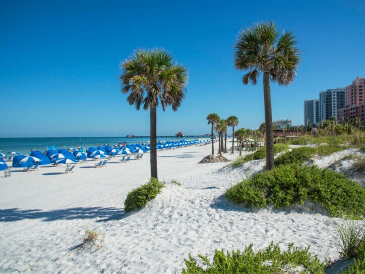 Blau-weiße Sonnenschirme und Cabanas sowie Palmen schmücken den puderweißen Strand von Clearwater, im Hintergrund thronen Hotelanlagen und Hochhäuser.