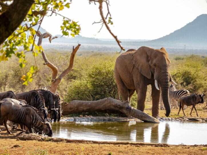 Elefant und mehrere Zebras am Wasserloch, Bäume und Hügel im Hintergrund.
