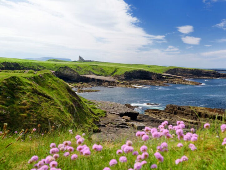 Eine Küstenlandschaft mit steinigen Klippen und Wiesen liegt direkt am Meer, im Vordergrund befinden sich lila Blüten.