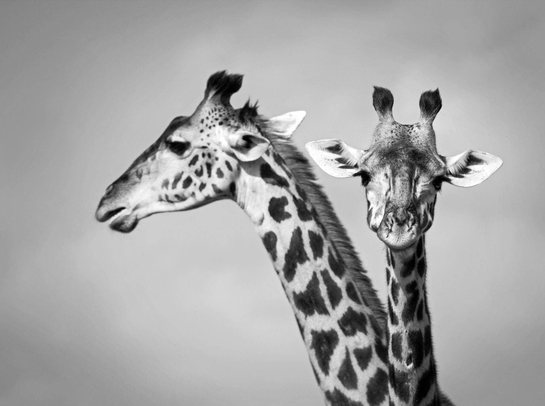 Wahrheit Sehvermögen Kreuzfahrt schöne schwarz weiß bilder Augenbraue