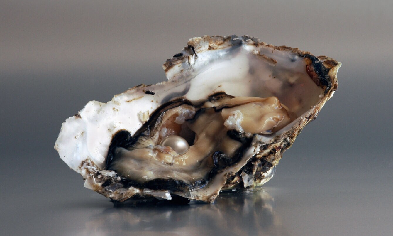 Eine geöffnete Auster mit Perle.