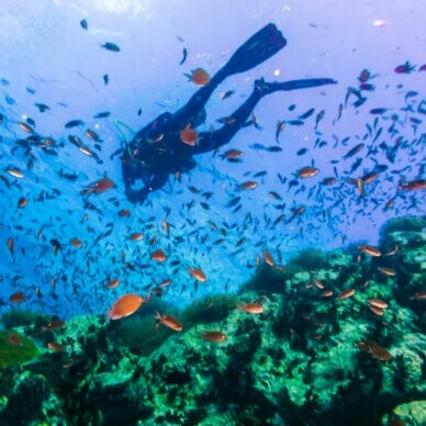 Eine Person beim Tauchen zwischen einem Fischschwarm