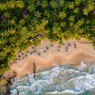 andstrand mit Sonnenliegen an Kokospalmenwald aus der Vogelperspektive.