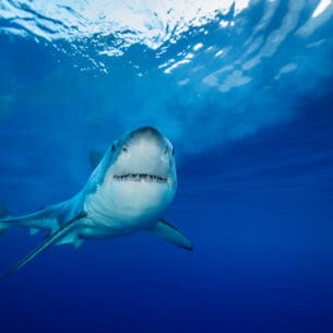 Ein Hai schwimmt im blauen Wasser und schaut frontal in die Kamera