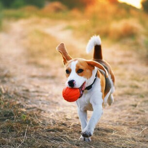Ein Beagle läuft mit einem orangenen Ball im Maul über eine herbstliche Wiese
