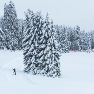 Verschneite Langlauf-Skipiste umgeben von Tannen
