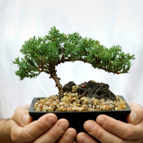 Close-up eines Bonsaibaums, in den Händen eines Mannes
