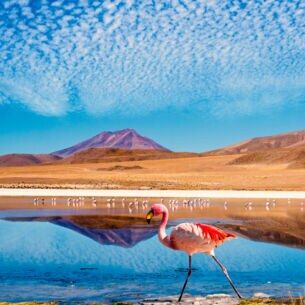 Ein rosafarbener Flamingo vor einem See und einer wüstenartigen Landschaft im Hintergrund