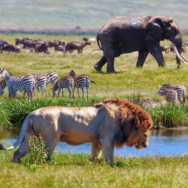 Wildtiere des südlichen Afrikas im grünen Steppengras, im Vordergrund ein Löwe