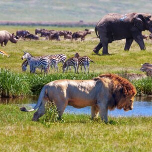Wildtiere des südlichen Afrikas im grünen Steppengras, im Vordergrund ein Löwe