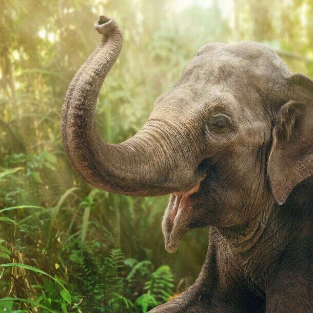 Ein Elefant mit erhobenem Rüssel im Regenwald
