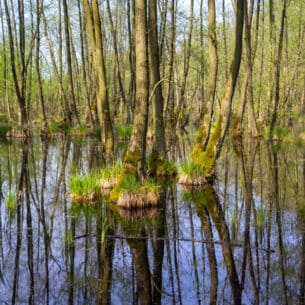 Sumpflandschaft im Naturpark Nuthe-Nieplitz.