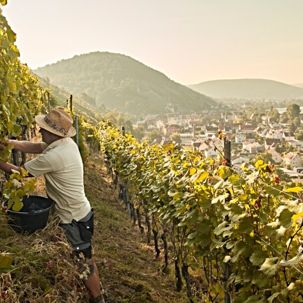 Ein Winzer in seinem Weinberg bei Miltenberg im Spessart