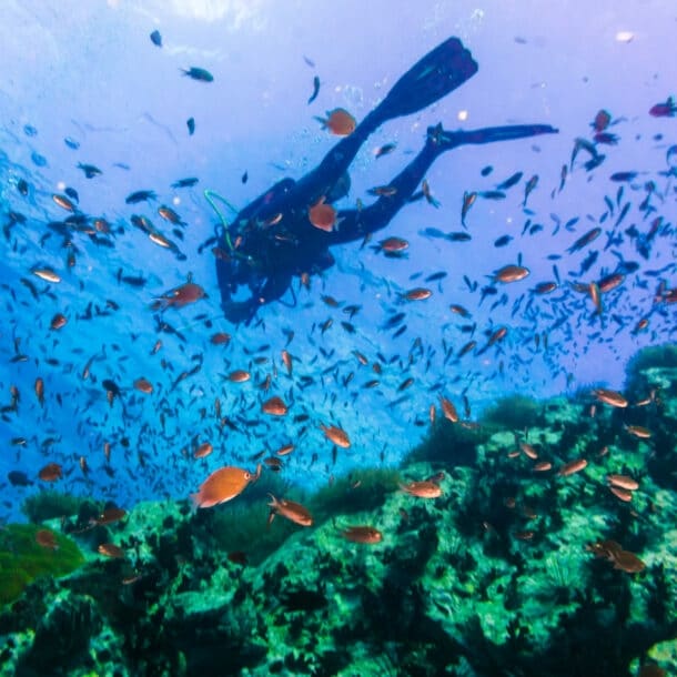 Eine Person beim Tauchen zwischen einem Fischschwarm